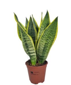 Sansevieria Superba 14 Cm – Ø14cm – ↕40cm