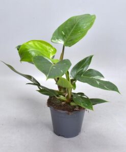 Philodendron White Princess (Decorum) – Ø14cm – ↕35cm