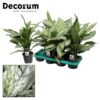 Aglaonema Silver Queen  – Ø14cm – ↕45cm