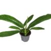 Philodendron Campiii P14 – Ø14cm – ↕40cm