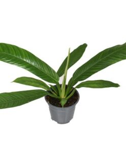 Philodendron Campiii P14 – Ø14cm – ↕40cm