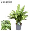 Aglaonema Romeo – Ø17cm – ↕60cm