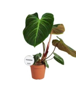 Philodendron El Choco Red – Ø15cm – ↕50cm