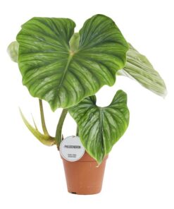 Philodendron Plowmanii – Ø15cm – ↕50cm