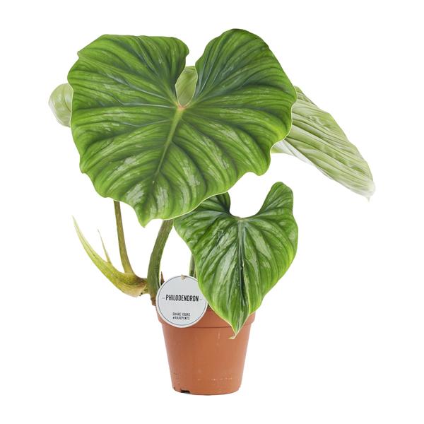 Philodendron Plowmanii – Ø15cm – ↕50cm