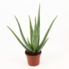 Aloe Vera P14 Ohne Züchteretikett – Ø 14 cm – ↕45 cm