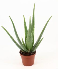 Aloe Vera P14 Ohne Züchteretikett – Ø 14 cm – ↕45 cm