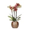 Kolibri Orchideen | Gelbe rote Phalaenopsis-Orchidee – Spanien + Bee pot – Topfgröße Ø9cm | blühende Zimmerpflanze – frisch vom Züchter