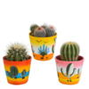 Bolcactus-Mischung 8,5 cm – in Mexicaanse pot