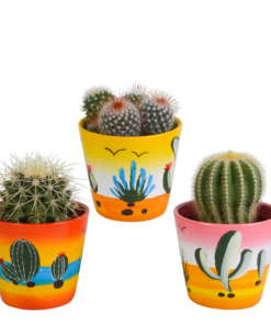 Bolcactus-Mischung 8,5 cm – in Mexicaanse pot