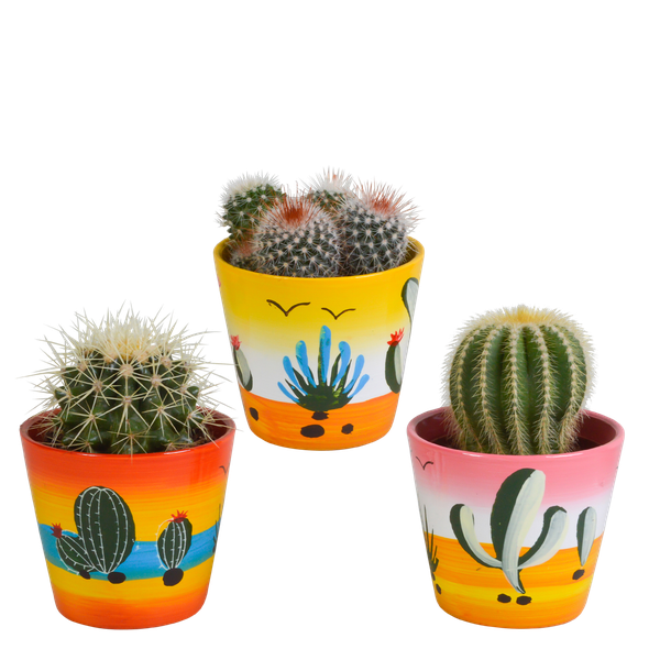 Bolcactus-Mischung 8,5 cm – in Mexicaanse pot