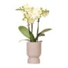 Kolibri Orchideen | gelbe Phalaenopsis-Orchidee – Mexiko – Topfgröße Ø9cm | blühende Zimmerpflanze – frisch vom Züchter