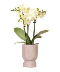 Kolibri Orchideen | gelbe Phalaenopsis-Orchidee – Mexiko – Topfgröße Ø9cm | blühende Zimmerpflanze – frisch vom Züchter