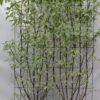 Cornus alba ‚Elegantissima‘ – ↨180cm – 1 pcs