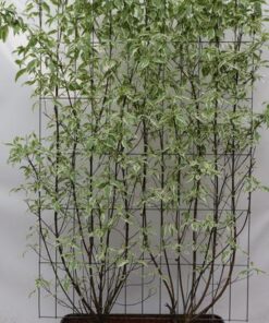 Cornus alba ‚Elegantissima‘ – ↨180cm – 1 pcs