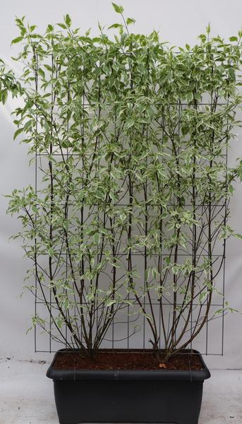 Cornus alba ‚Elegantissima‘ – ↨180cm – 1 pcs