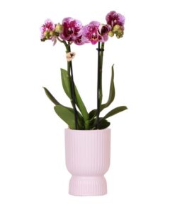 Kolibri Orchids | rosa lila Phalaenopsis Orchidee – El Salvador + Diabolo pink – Topfgröße Ø9cm | blühende Zimmerpflanze – frisch vom Züchter