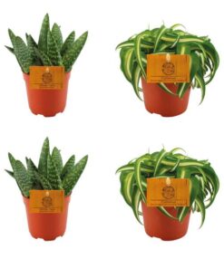 2x Aloe Paradisicum + 2x Chlorphytum Bonnie – 4 Stück – Ø10.5cm – ↕10cm