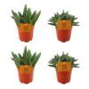 2x Aloe Paradisicum + 2x Crassula Tenelli – 4 Stück – Ø10.5cm – ↕10cm