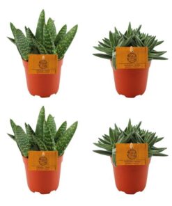 2x Aloe Paradisicum + 2x Crassula Tenelli – 4 Stück – Ø10.5cm – ↕10cm