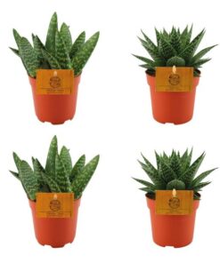 2x Aloe Paradisicum + 2x Gasteria Hybride Aurora – 4 Stück – Ø10.5cm – ↕10cm