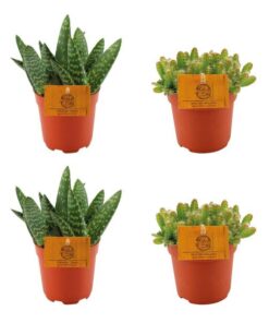 2x Aloe Paradisicum + 2x Hylocereus Undatus – 4 Stück – Ø10.5cm – ↕10cm