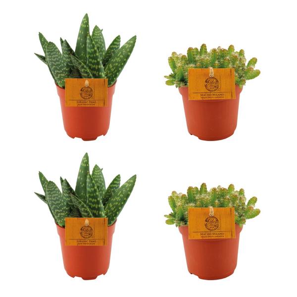 2x Aloe Paradisicum + 2x Hylocereus Undatus – 4 Stück – Ø10.5cm – ↕10cm