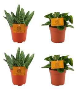 2x Aloe Paradisicum + 2x Peperomia Obtipan Green – 4 Stück – Ø10.5 cm – ↕10 cm