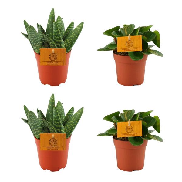 2x Aloe Paradisicum + 2x Peperomia Obtipan Green – 4 Stück – Ø10.5 cm – ↕10 cm