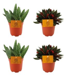 2x Aloe Paradisicum + 2x Peperomia Rosso – 4 Stück – Ø10.5cm – ↕10cm