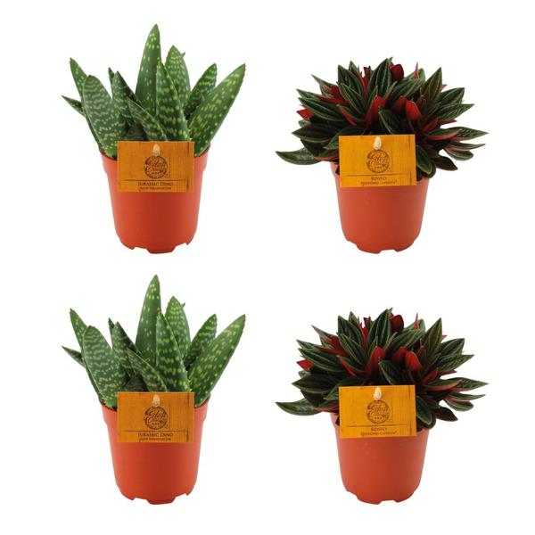 2x Aloe Paradisicum + 2x Peperomia Rosso – 4 Stück – Ø10.5cm – ↕10cm