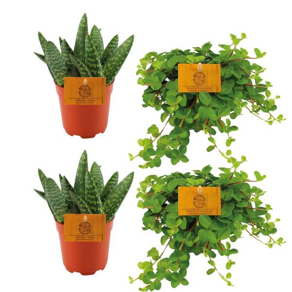 2x Aloe Paradisicum + 2x Peperomia Rotundifolia – 4 Stück – Ø10.5cm – ↕10cm