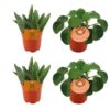 2x Aloe Paradisicum + 2x Pilea Peperomoides – 4 Stück – Ø10.5cm – ↕10cm