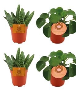 2x Aloe Paradisicum + 2x Pilea Peperomoides – 4 Stück – Ø10.5cm – ↕10cm