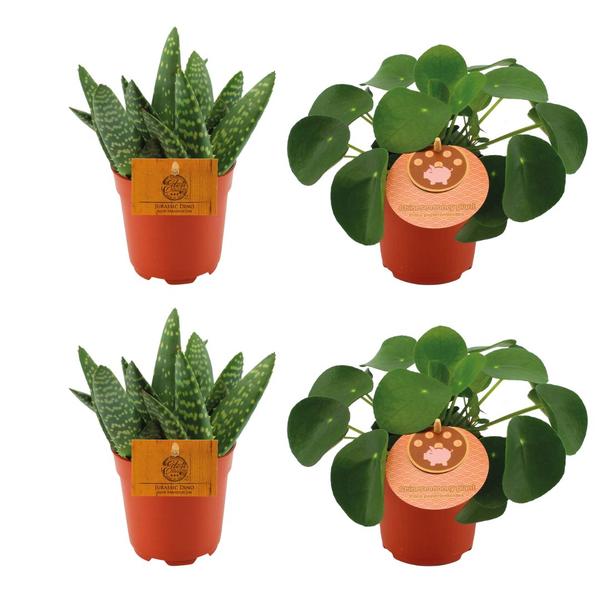 2x Aloe Paradisicum + 2x Pilea Peperomoides – 4 Stück – Ø10.5cm – ↕10cm