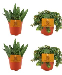 2x Aloe Paradisicum + 2x Sedum Tornado – 4 Stück – Ø10.5cm – ↕10cm