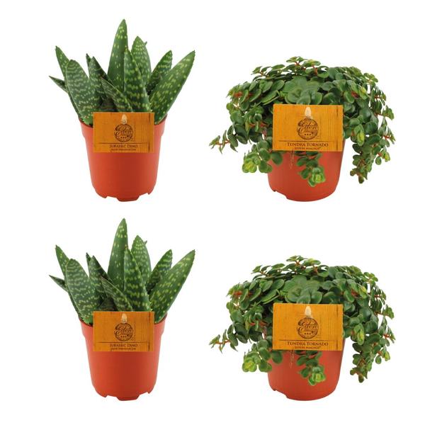 2x Aloe Paradisicum + 2x Sedum Tornado – 4 Stück – Ø10.5cm – ↕10cm