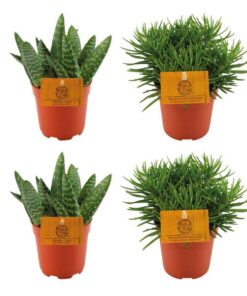 2x Aloe Paradisicum + 2x Senecio Himalaya – 4 Stück – Ø10.5cm – ↕10cm