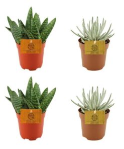 2x Aloe Paradisicum + 2x Senecio Scaposus – 4 Stück – Ø10.5cm – ↕10cm