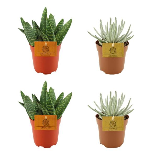 2x Aloe Paradisicum + 2x Senecio Scaposus – 4 Stück – Ø10.5cm – ↕10cm