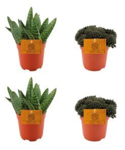 2x Aloe Paradisicum + 2x Sinocrassula Yunnanensis – 4 Stück – Ø10.5cm – ↕10cm