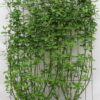 Cornus Stolonifera Flaviramea – ↨180cm – 1 pcs