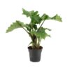 Alocasia Low Rider – Ø17cm – ↕50cm