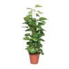 Epipremnum Pinnatum Mosstok 80cm Scindapsus – Ø19cm – ↕80cm