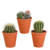 Bolcactus-Mischung 8,5 cm – in terracotta pot