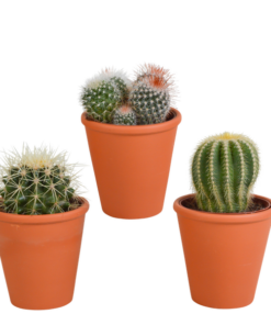 Bolcactus-Mischung 8,5 cm – in terracotta pot