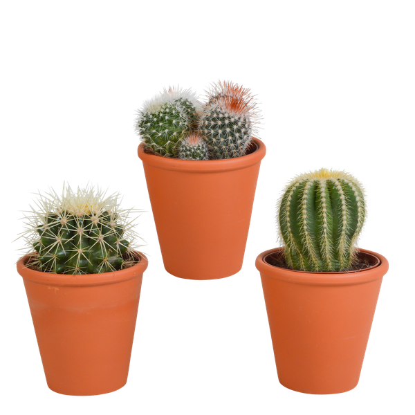 Bolcactus-Mischung 8,5 cm – in terracotta pot