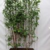 Deutzia magn. ‚Nancy‘ – ↨180cm – 1 pcs