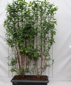 Deutzia magn. ‚Nancy‘ – ↨180cm – 1 pcs