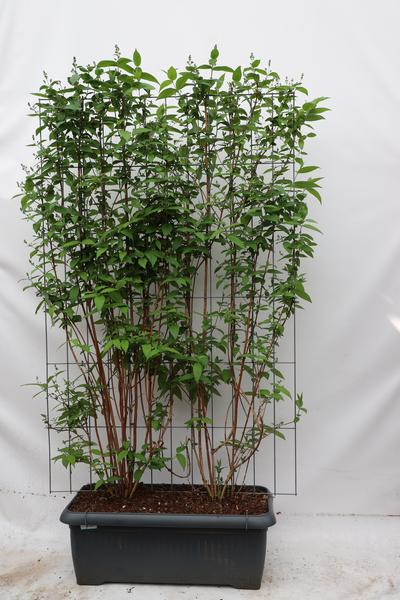 Deutzia magn. ‚Nancy‘ – ↨180cm – 1 pcs